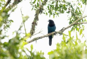 IMG_2447 crop gralha-azul